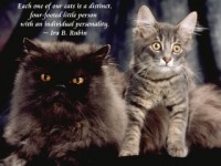   Cats and Quotes Scenic Reflections Screensaver