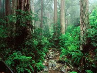  Free Green Forest Screensaver