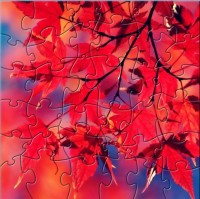   Red Leaves Puzzle