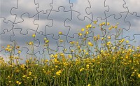   TRC Buttercup Flowers Jigsaw Puzzle