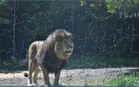   BBSC Lion Puzzle