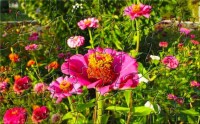   VBC Fuschia Pink Flower Puzzle