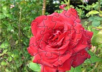   BC Striking Red Rose Puzzle