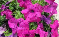   BC Mystique Violet Flower Puzzle