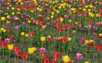   BLT Sweet Tulip Flowers Puzzle