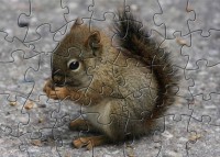   MMOTWCuteBabySquirrelPuzzle