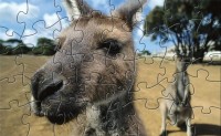   MMOWG_Kangaroo_Puzzle