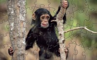   MFMFH_Monkey_Puzzle