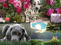   Lovely Dogs Animated Wallpaper
