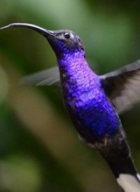   Free Hummingbirds Screensaver