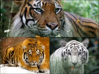   Wild Tigers Screensaver