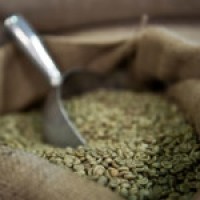   Green coffee bean extract