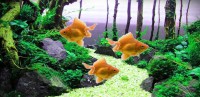   Moving Tosakin Goldfish Wallpaper