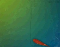   Animated Desktop Wallpaper Fish