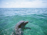   Dolphins Underwater Screensaver
