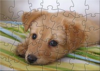   RFD Puppy Puzzle
