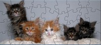   SRP Kitten Puzzle