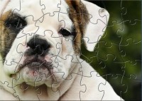   BSFD Dog Training Puzzle