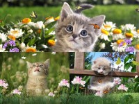  Sweet Kittens Animated Wallpaper